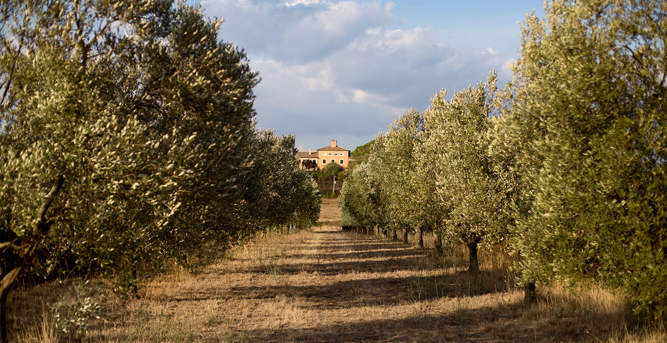 Tenuta Principe Alberico