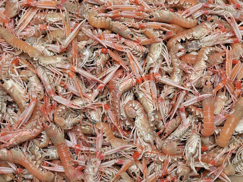 Scampi crudi