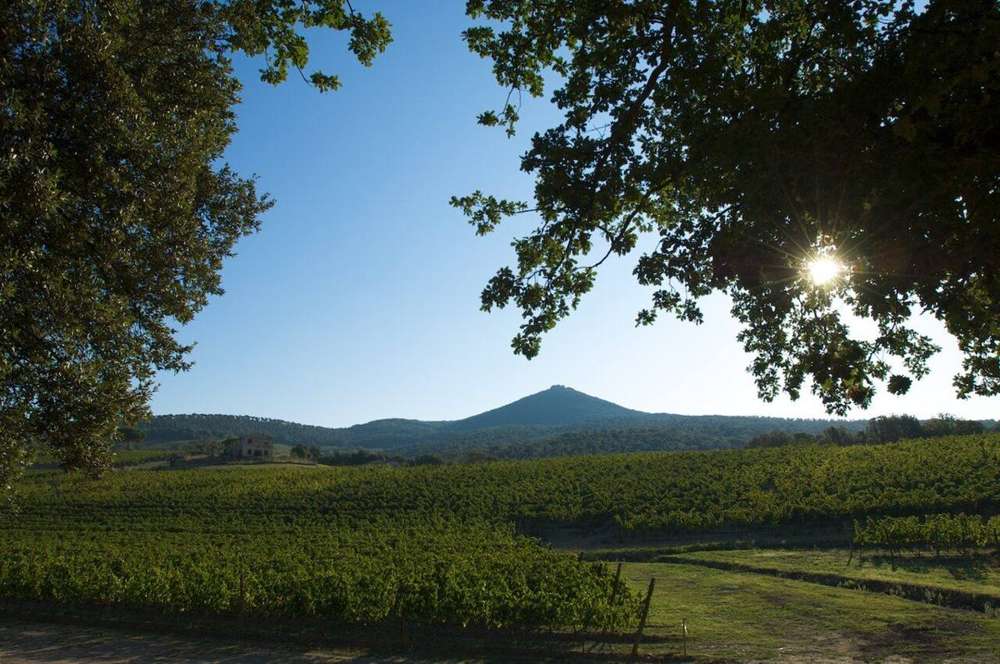 Tenuta Masseto