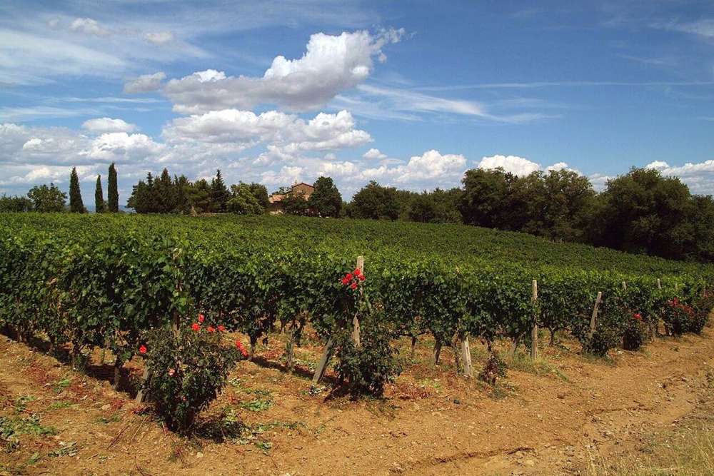 L'Italia del vino rosso, regione per regione